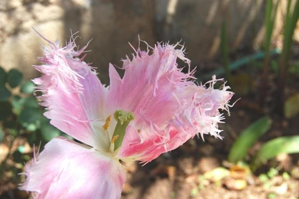 Il Mirto E La Rosa Acomodação com café da manhã Arenella  Exterior foto